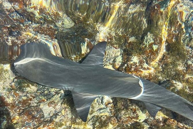 3-Hour Shark Bay and Salt Lakes in Sal Island Guided Tour - Two Sal Island sights in three useful hours