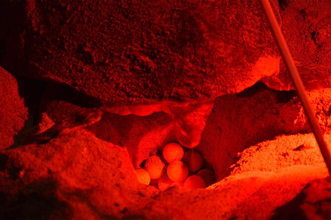 4h Turtle Watching with SSV Buggy Night 4WD - Serra Negra and the Wild East Coast