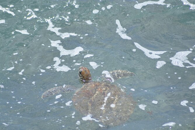 4x4 Tour - Sandboard, Shark & Green Turtle's Bay, Snacks & Drinks - The guides make the difference