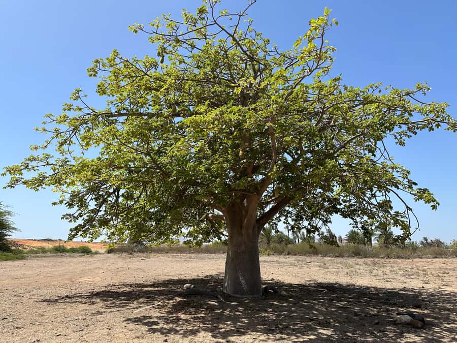 Boa Vista Buggy Tour: Death Valley Adventure (2-Hour) - Fonte Vicente and the baobab tree
