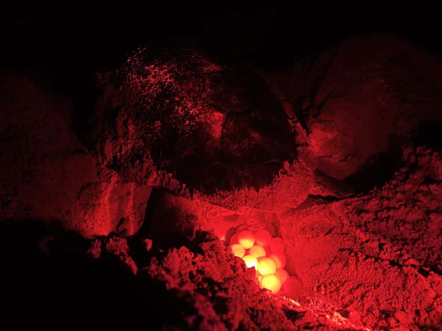 Boa Vista: Guided Turtle Experience with a Certified Guide - Key points to know before booking