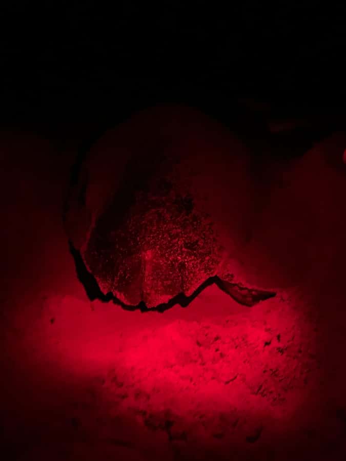 Boa Vista: Guided Turtle Experience with a Certified Guide - The beach briefing is more important than it sounds
