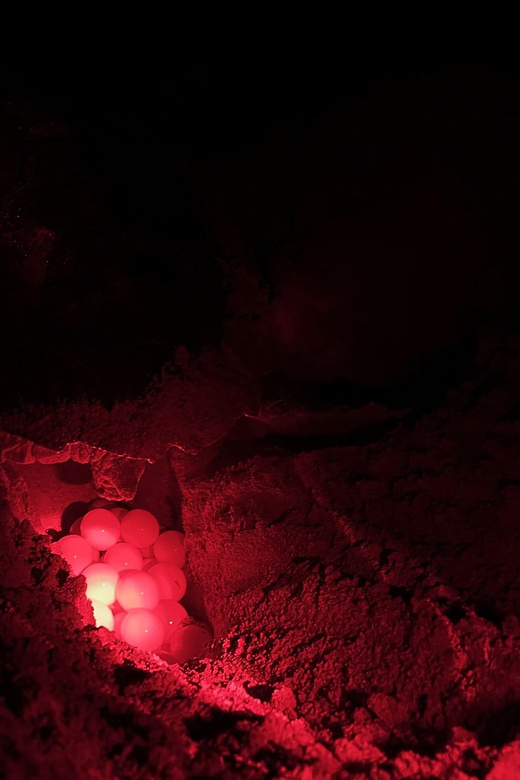 Boa Vista: Guided Turtle Experience with a Certified Guide - The practical kit for a better night