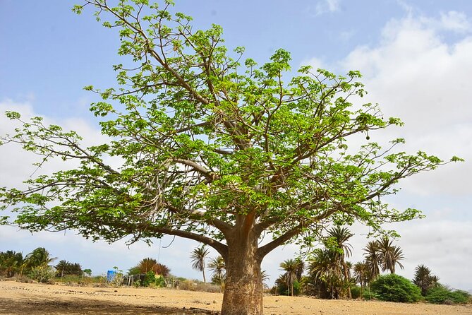 Boa Vista Island: Full-Day Wild Beaches & Viana Desert Experience - João Barrosa and the off-road coast