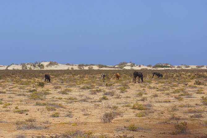 Boa Vista Island: Full-Day Wild Beaches & Viana Desert Experience - Fundo das Figueiras, goat cheese, and a real lunch break