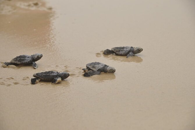 Boa Vista Island: Full-Day Wild Beaches & Viana Desert Experience - Fonte Vicente Oasis and Boa Vista’s plant life