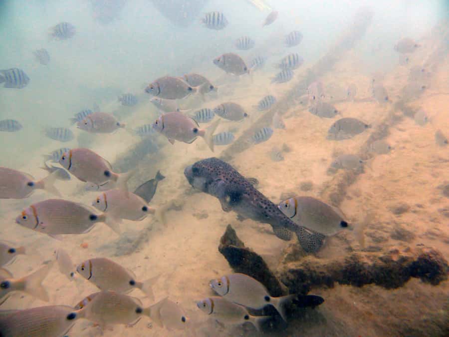 Boa Vista: Motoryacht Trip with Fishing, Snorkel, Beach BBQ - Snorkeling near Sal Rei Islet