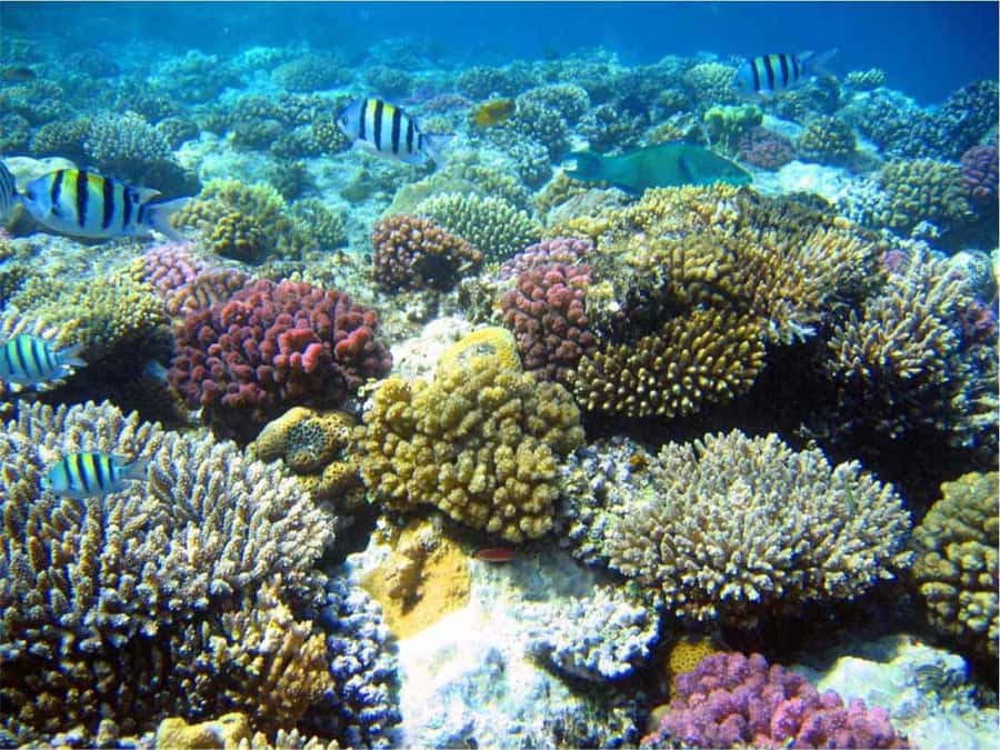 Boa Vista Reef Snorkeling in Gatas Bay / Aperitif with Locals - Starting with a hotel pickup across Boa Vista