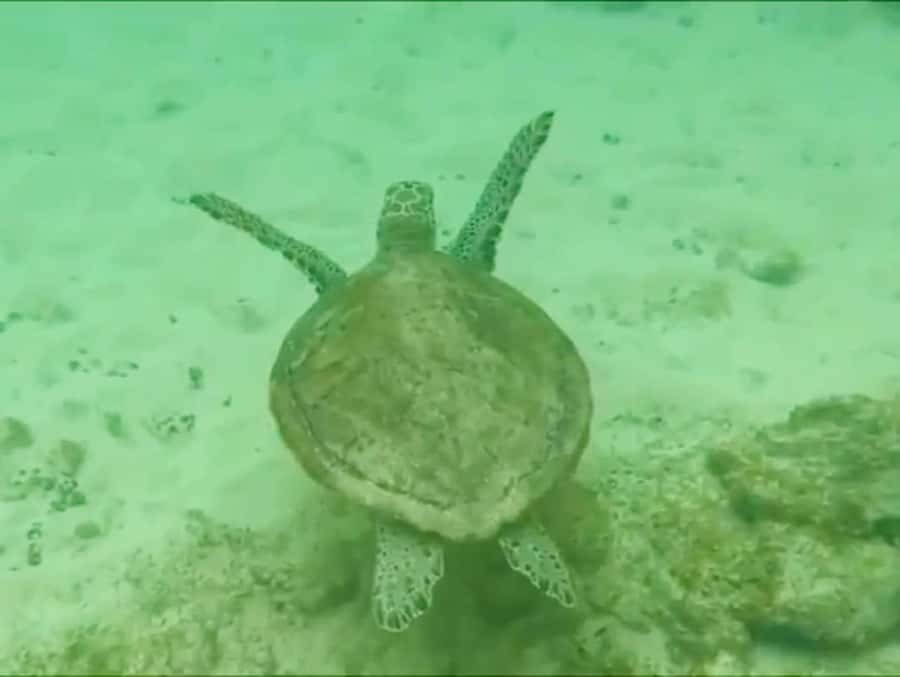 Boa Vista Reef Snorkeling in Gatas Bay / Aperitif with Locals - Gatas Bay gives beginners a friendly start