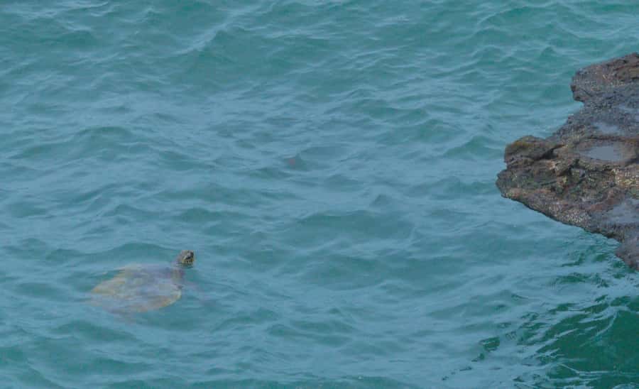 Boa Vista: Shark, Turtles, Cave, Sandboarding & Tasting Tour - A busy Boa Vista morning, from 8:00 to 13:00