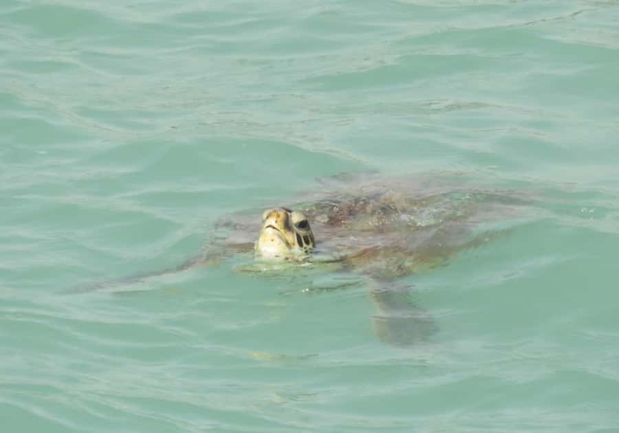 Boa Vista: Turtles, Sharks, City of Sal Rei, Santa Monica Beach, Shipwreck ... - Key reasons this tour earns attention