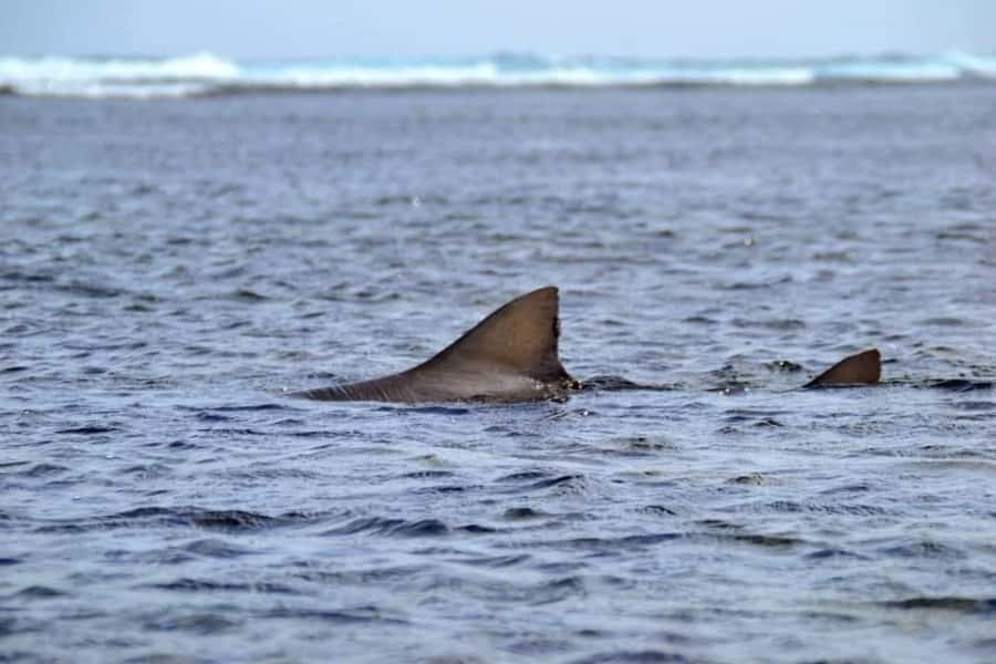 Boa Vista: Turtles, Sharks, City of Sal Rei, Santa Monica Beach, Shipwreck ... - Varandinha caves and seabird watching