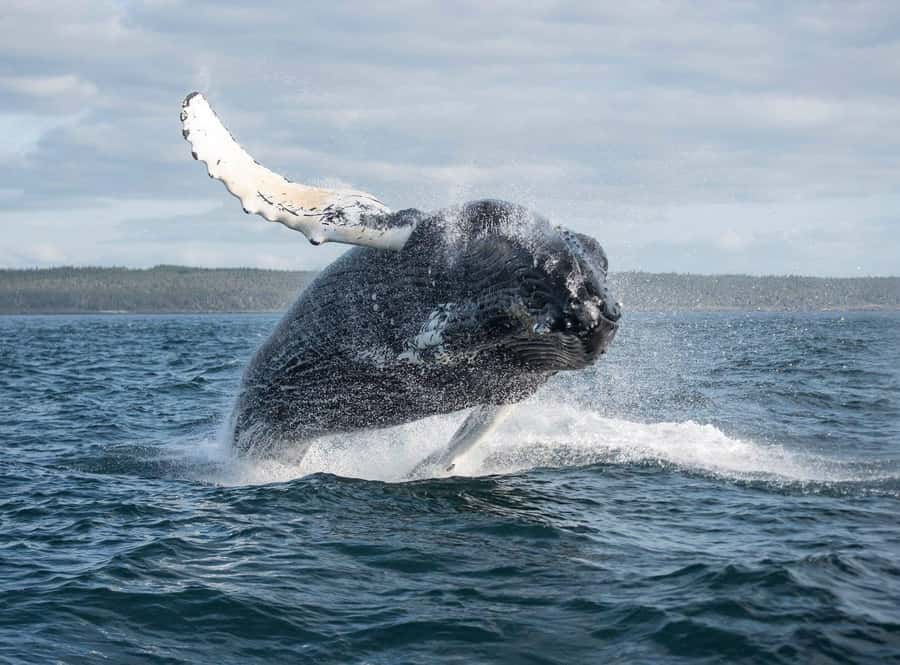 Boa Vista: Whale Watching Trip with Motoryacht - Key points to know before booking