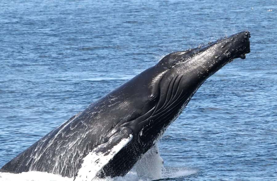 Boa Vista: Whale Watching Trip with Motoryacht - Practical preparation for a better outing