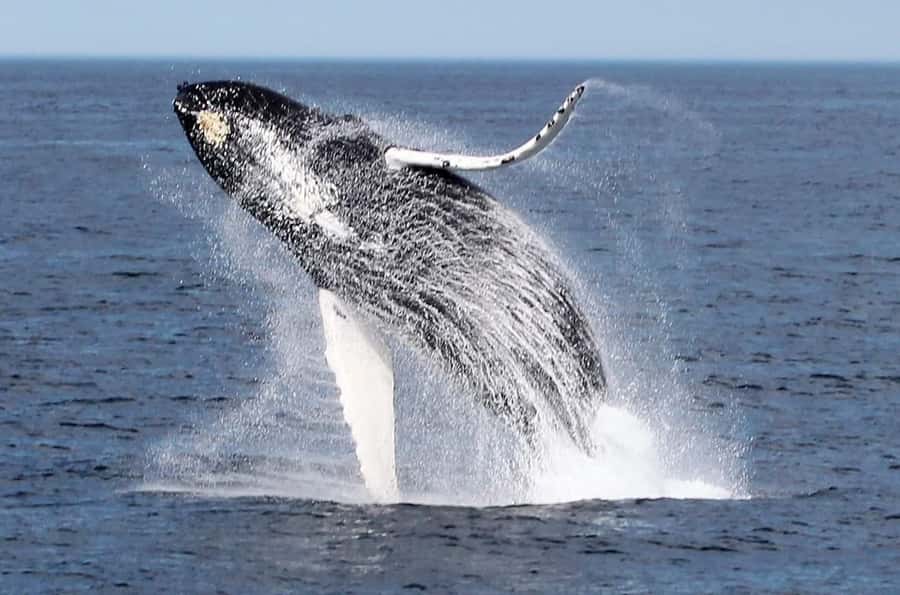 Boa Vista: Whale Watching Trip with Motoryacht - Boarding the motor yacht and meeting the crew