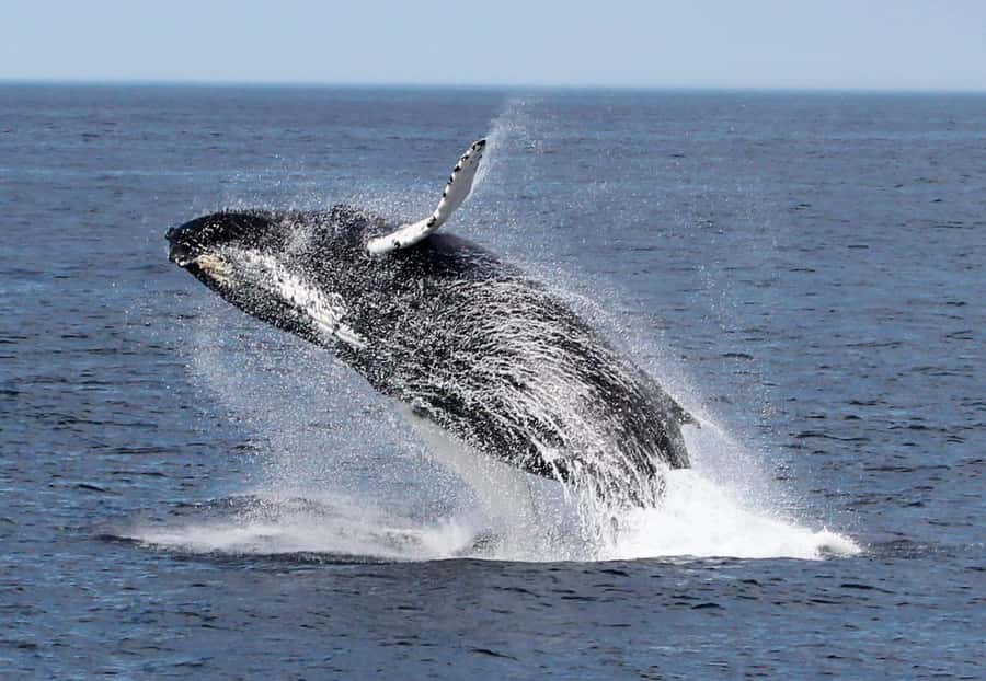 Boa Vista: Whale Watching Trip with Motoryacht - Is $94 per person good value?