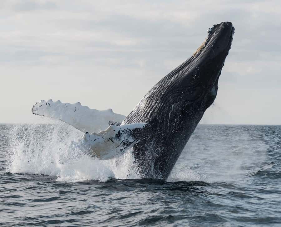 Boa Vista: Whale Watching Trip with Motoryacht - From hotel gate to Sal Rei harbor