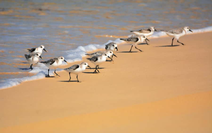Boavista: Private Birdwatching Expedition in natural Habitat - Key points to know before booking