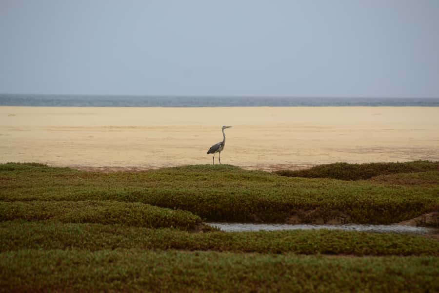 Boavista: Private Birdwatching Expedition in natural Habitat - What to bring for a better birding day