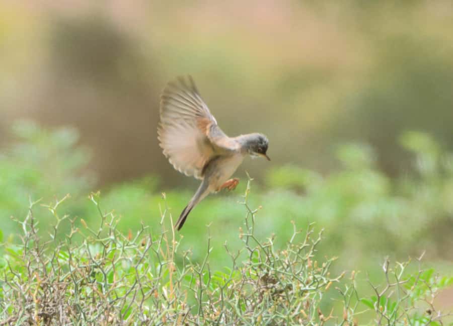 Boavista: Private Birdwatching Expedition in natural Habitat - Four hours in Boa Vista’s open country