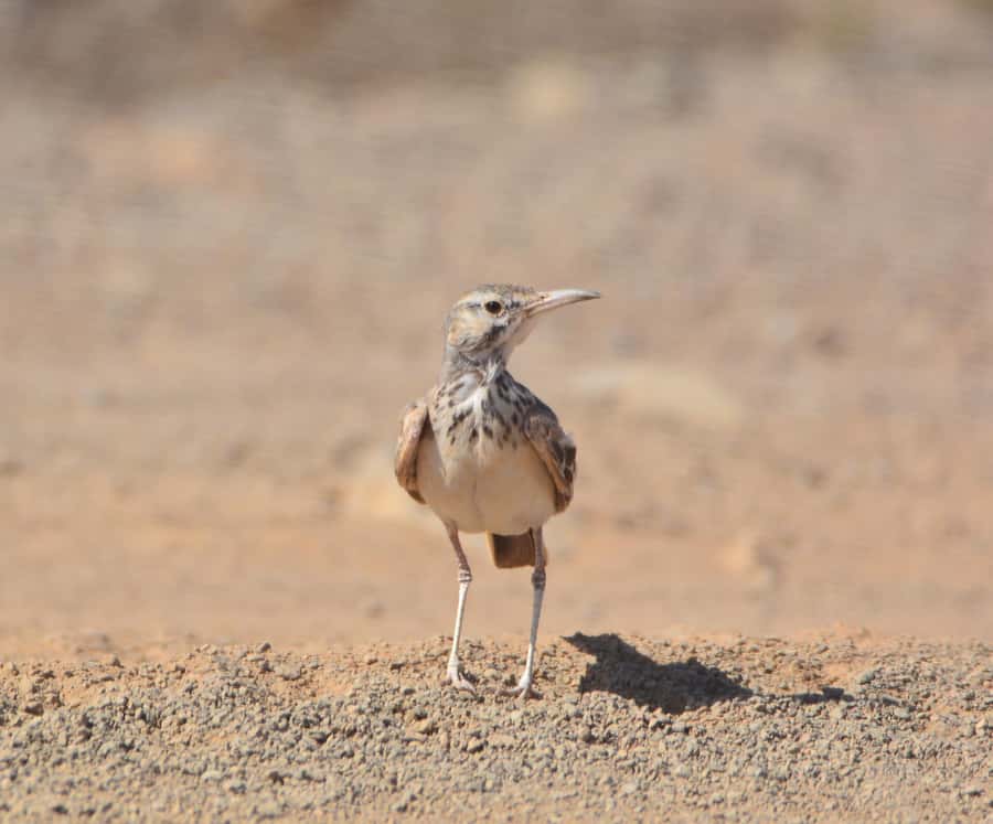 Boavista: Private Birdwatching Expedition in natural Habitat - Coastal birds add a different side to the outing