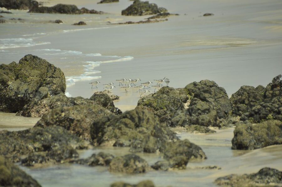 Boavista: Private Birdwatching Expedition in natural Habitat - The bird list can be surprisingly good