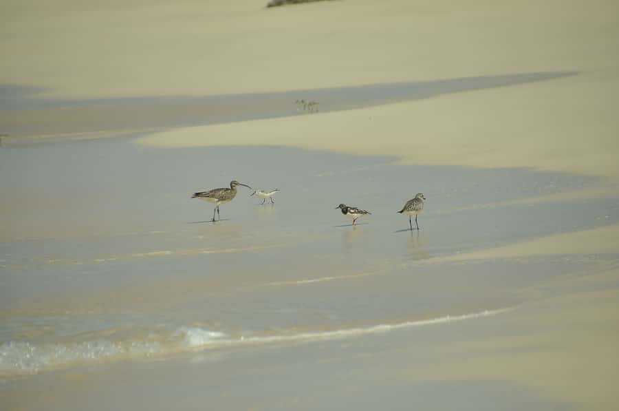 Boavista: Private Birdwatching Expedition in natural Habitat - Timing affects what you see