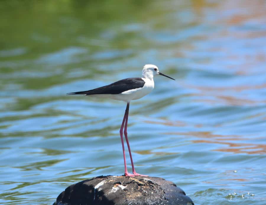 Boavista: Private Birdwatching Expedition in natural Habitat - A guide can make or break the experience