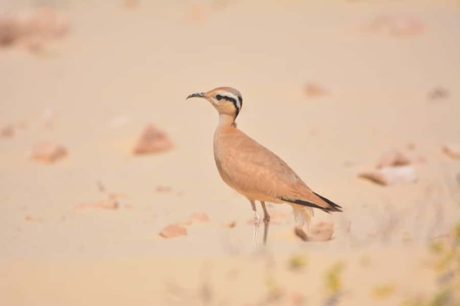 Boavista: Private Birdwatching Expedition in natural Habitat - More than birds: towns, scenery, and a turtle rescue