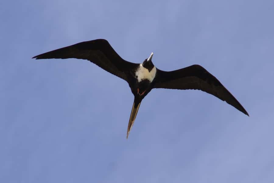 Boavista: Private Birdwatching Expedition in natural Habitat - Is $176 per person good value?