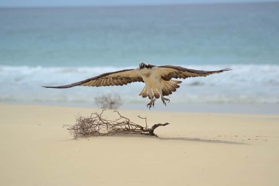 Boavista: Private Birdwatching Expedition in natural Habitat - Wetlands and salt marshes bring the best chance of variety