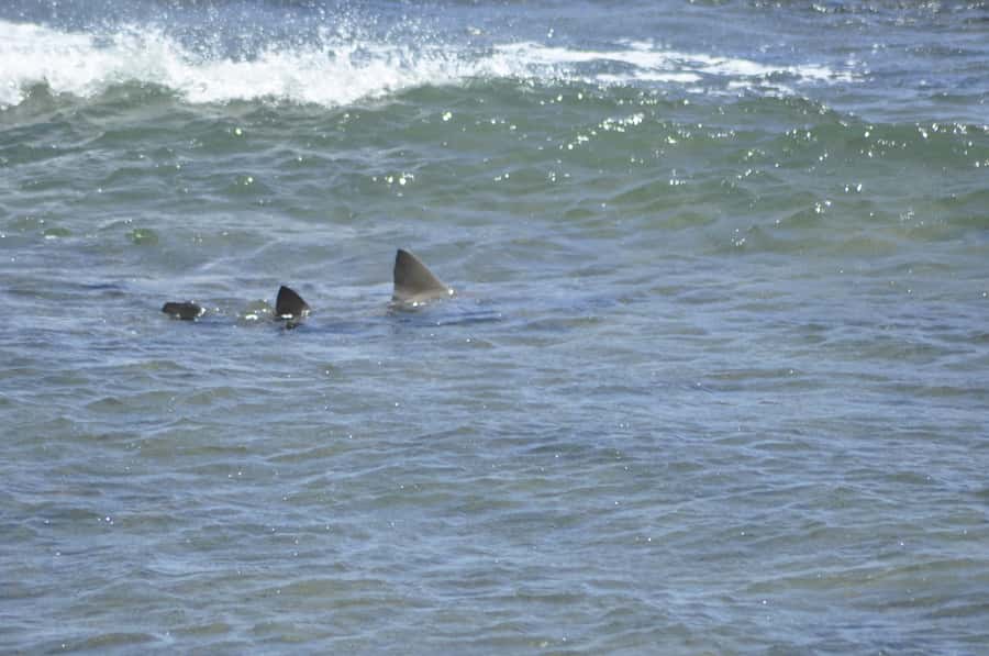 Boavista: Turtle, Shark, Santa Monica, Sandboard & Tasting - Guides, Group Size, and the Feel of the Day