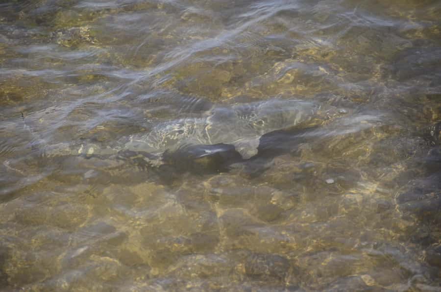 Boavista: Turtle, Shark, Santa Monica, Sandboard & Tasting - Pickup and the Open Back of the 4x4