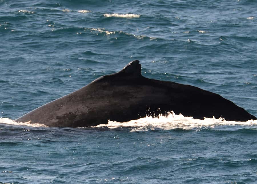 Boavista: Whale Watching half day trip - The ride back to Sal Rei