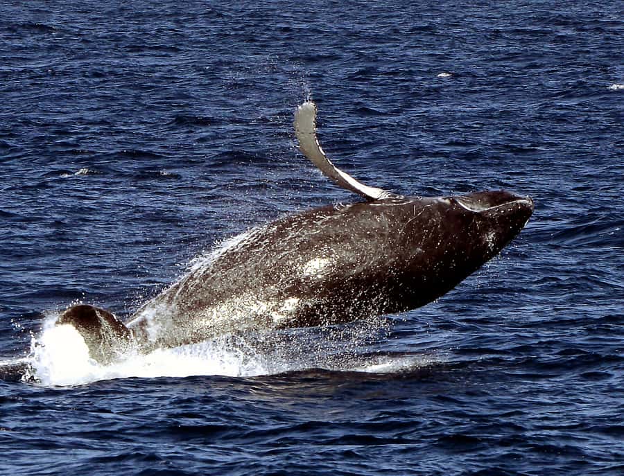Boavista: Whale Watching half day trip - How to get the most from the morning