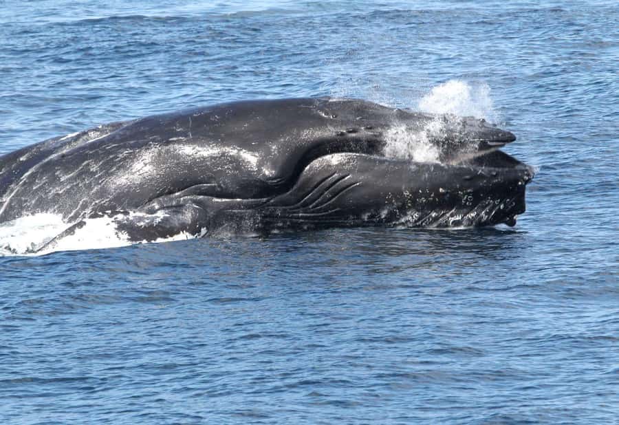 Boavista: Whale Watching half day trip - From your hotel to Sal Rei harbor
