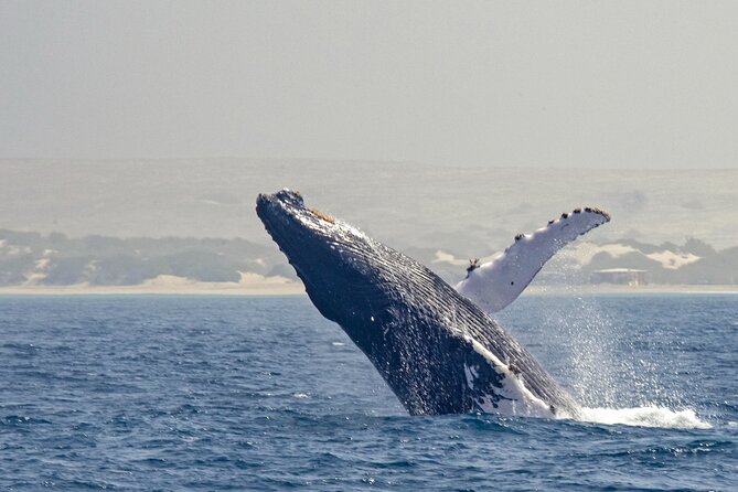 Catamaran Sailing Tour or Whale Watching at Boa Vista - Summer sailing in Sal Rei Bay and the stop at Djeu Island