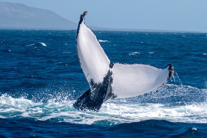 Catamaran Sailing Tour or Whale Watching at Boa Vista - What the 3 hours and 45 minutes actually feel like