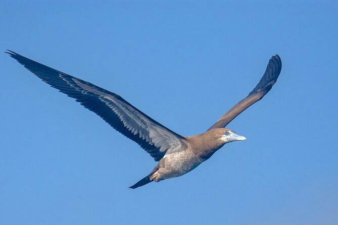 Catamaran Sailing Tour or Whale Watching at Boa Vista - Who will enjoy this boat trip most?