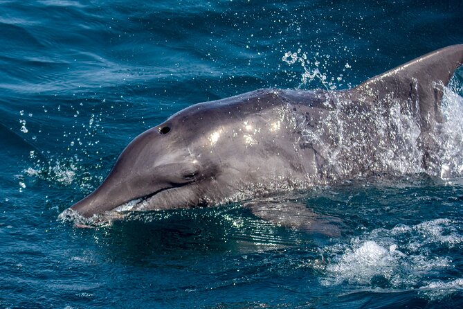 Catamaran Sailing Tour or Whale Watching at Boa Vista - Booking, weather, and cancellation advice