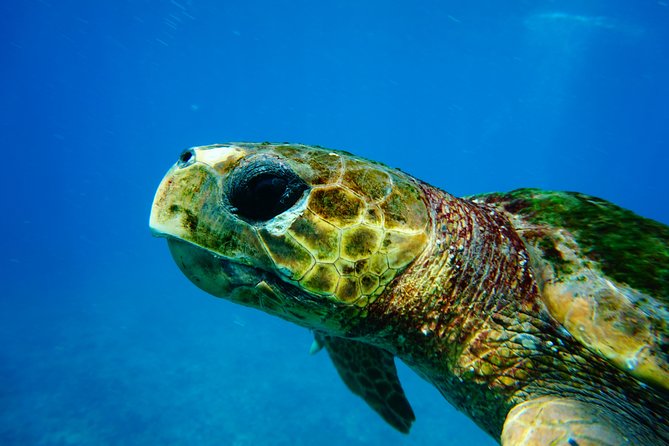 Discover Scuba Diving in Sal - Key points to know before you book