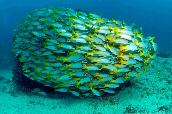 Discover Scuba Diving in Sal - Is $120.97 a fair price?