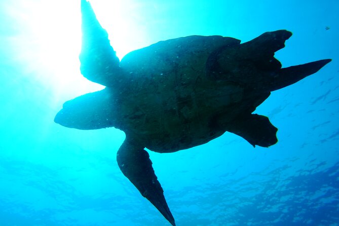 Discover Scuba Diving in Sal - Practical planning for your day