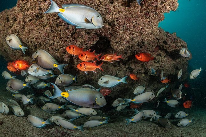 Double Diving in Sal Island - Half Day - A 8:10 a.m. start in Santa Maria