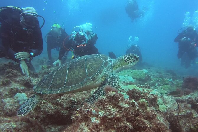 Double Diving in Sal Island - Half Day - The wreck option and Sal’s puffer fish