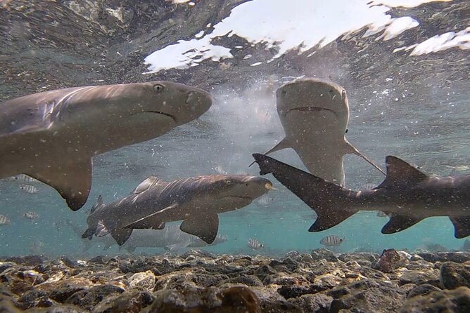 Experience on Sal Island with native and certified guide (including sharks) - Pedra de Lume’s history and the old salt route