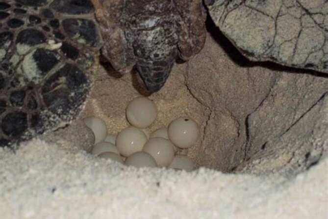 Experience with sea turtles in Boavista - Why Boavista is important to Caretta turtles