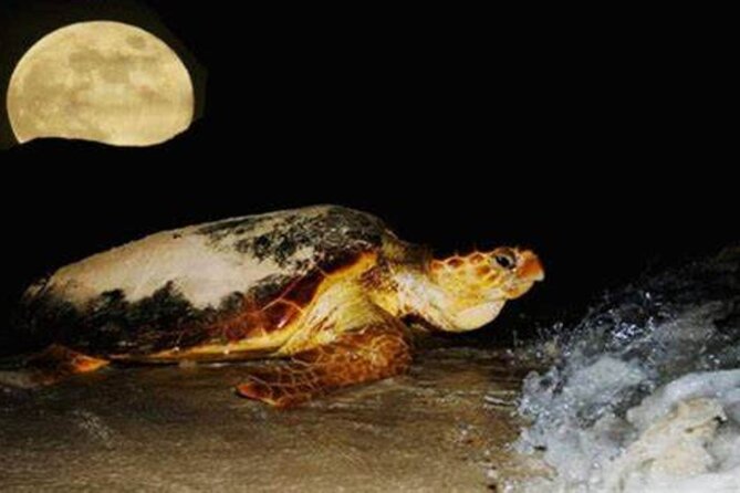 Experience with sea turtles in Boavista - Leaving Sal Rei for the coast