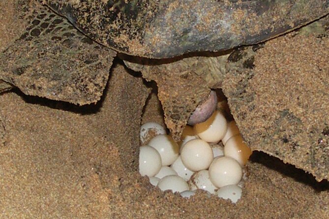 Experience with sea turtles in Boavista - Why the eight-person limit matters