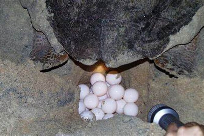 Experience with sea turtles in Boavista - The beach briefing comes first